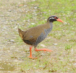 Okinawa Rail