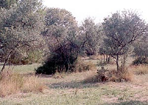 Olive trees