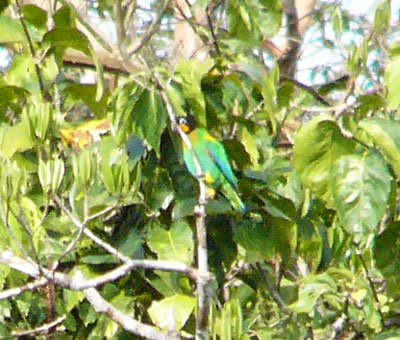 Orange-cheeked Parrot