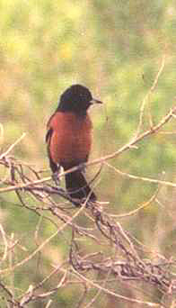 Orchard Oriole