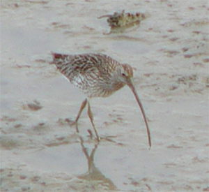 Eurasian Curlew - 'orientalis'