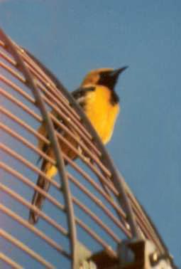 Male Hooded Oriole