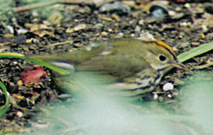 Ovenbird