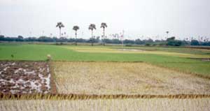 Paddyfields