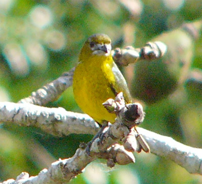 Pale-lored Euphonia