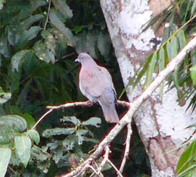 Pale-vented Pigeon