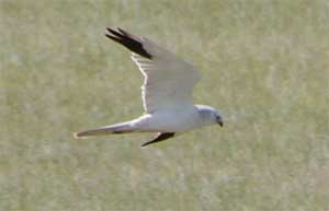 Pallid Harrier