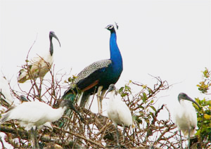 Black-necked Ibises and Common Peafowl