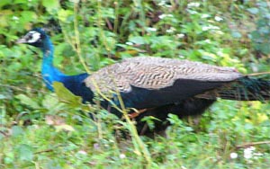 Common Peafowl