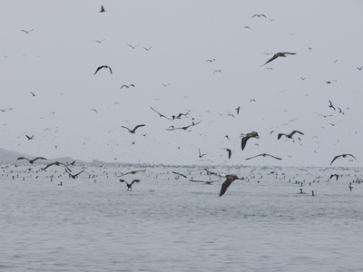 Peruvian Boobies and Guanay Cormorants