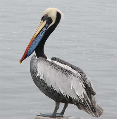 Peruvian Pelican