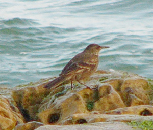 Peruvian Seaside Cincloides