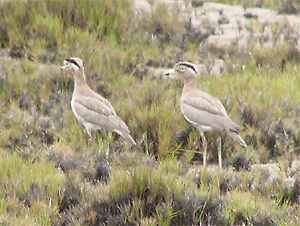 Peruvian Thick-knees