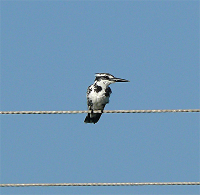 Pied Kingfisher