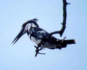 Pied Kingfisher