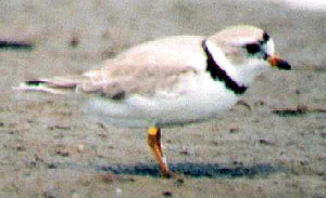 Piping Plover