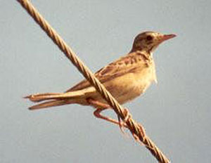 Richard's Pipit