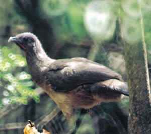 Plain Chachalaca