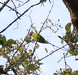 Plum-headed Parakeet