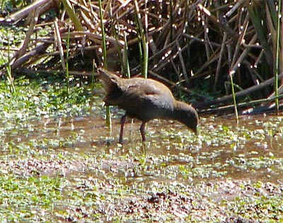 Plumbeous Rail