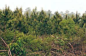 Prarire Warbler and Yellow-breasted Chat habitat