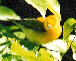 Prothonotary Warbler