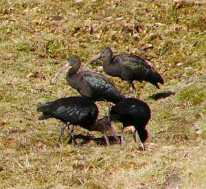 Puna Ibis