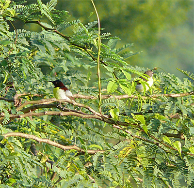 Purple-rumped Sunbirds