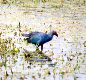 Purple Swamphen