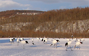 Red-crowned Cranes