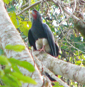 Red-faced Caracara