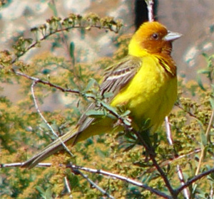 Red-headed Bunting