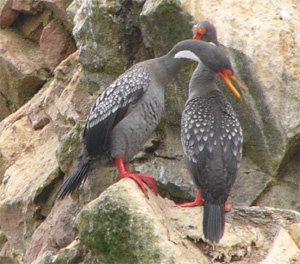 Red-legged Cormorant