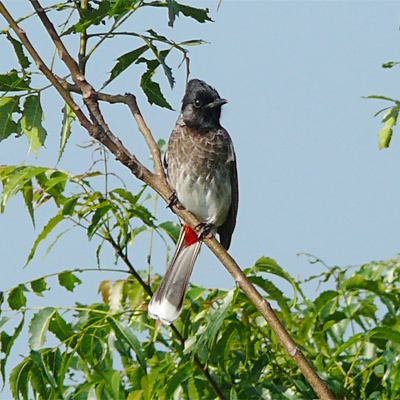 Red-vented Bulbul