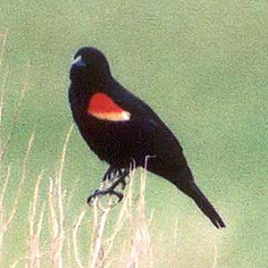 Red-winged Blackbird