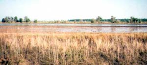 Flooded fields near Winnie