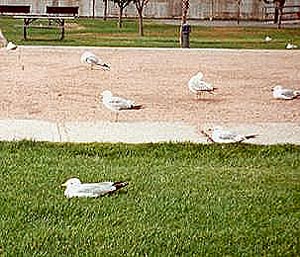 Ring-billed Gulls