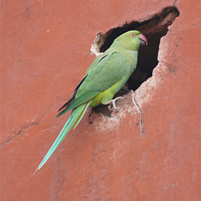 Ring-necked Parakeet