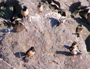 Rose-coloured Starlings