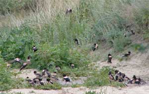 Rose-coloured Starlings