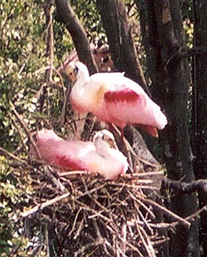 Roseate Spoonbill