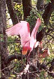 Roseate Spoonbill