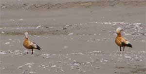 Ruddy Shelduck