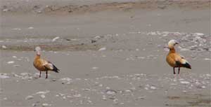 Ruddy Shelduck