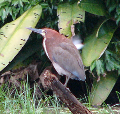 Rufescent Tiger-heron