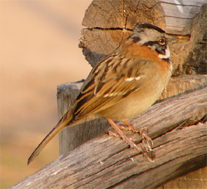 Rufous-collared Sparrow