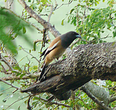 Rufous Treepie