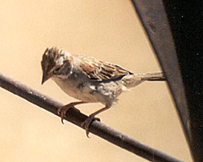 Rufous-winged Sparrow