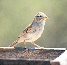 Rufous-winged Sparrow