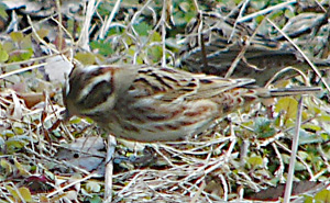 Rustic Bunting